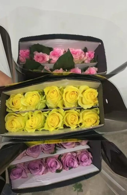  Meiko  Douyin-Update: Lass mich dir die Blumen zeigen, die ich zu Hause züchte