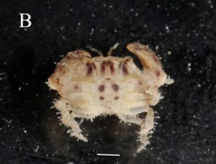 Where is it like? Scientists name a newly discovered crab species after the League of Legends character Teemo